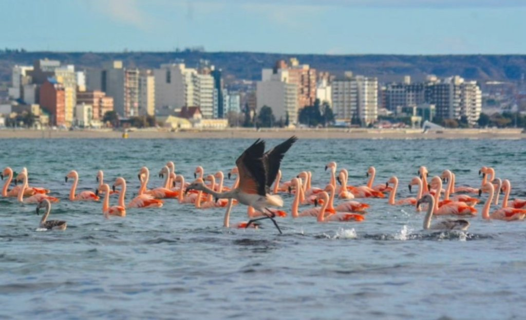 ARQ. SANABRA: Otro Madryn (mejor) es posible
